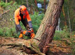 How Our Tree Care Process Works  in  North Rock Springs, WY