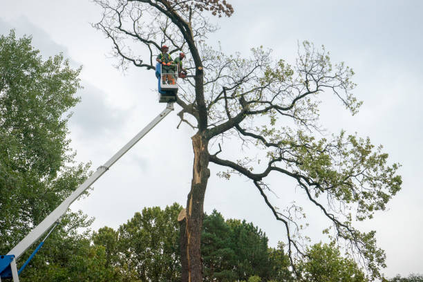 Best Tree Removal  in North Rock Springs, WY