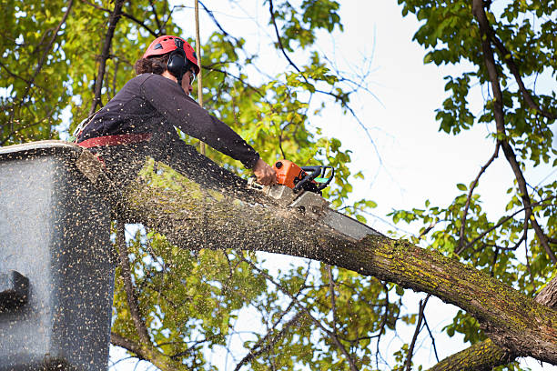 Best Tree Maintenance Programs  in North Rock Springs, WY