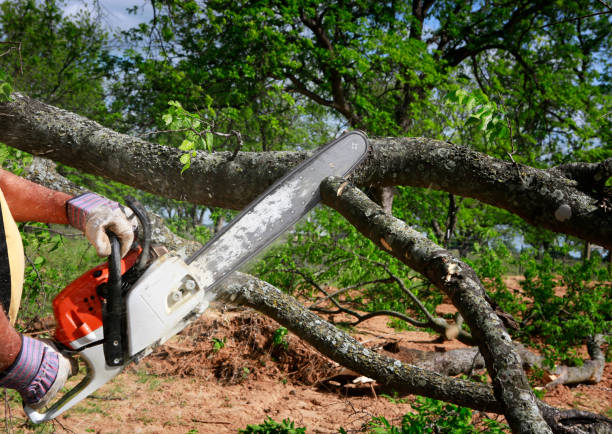 How Our Tree Care Process Works  in  North Rock Springs, WY